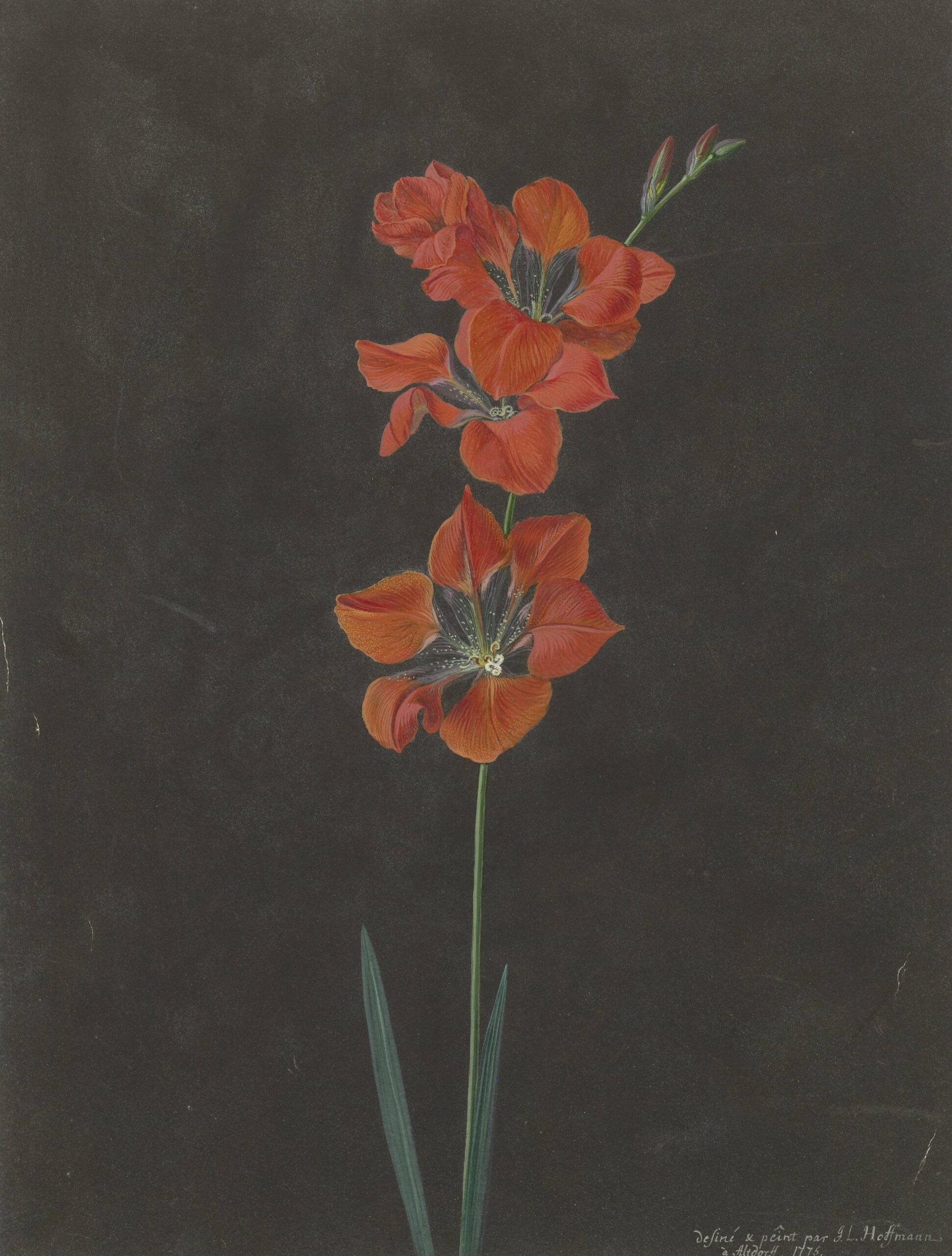 Lily